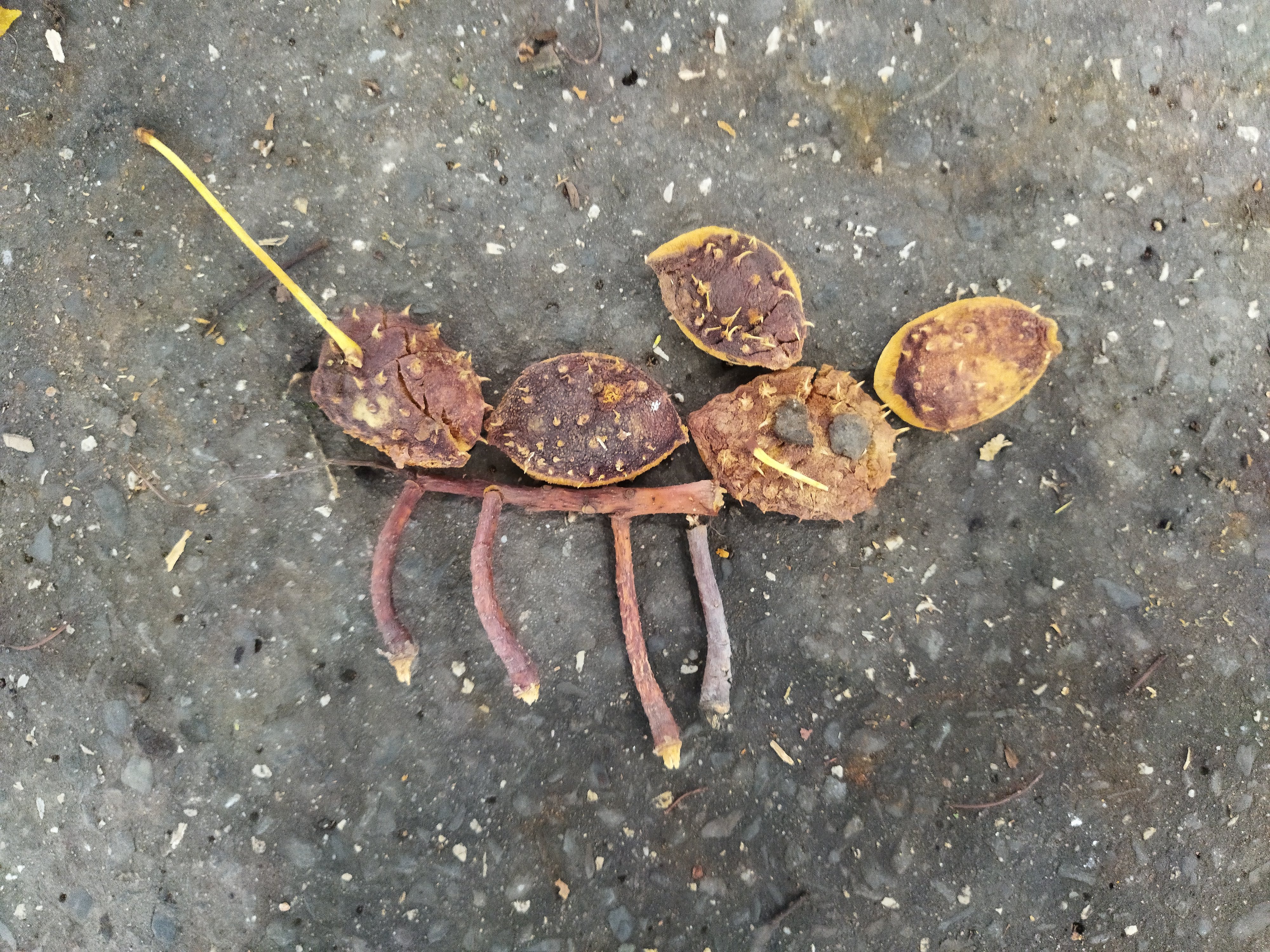 Botanické exkurze v Michalově Botanické exkurze v Michalově